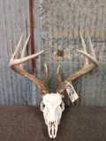 4x5 Whitetail Antlers On Skull