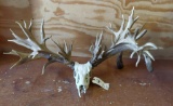 370 Class Whitetail Shed Antlers Mounted On Skull