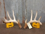 Big 5x5 Whitetail Shed Antlers