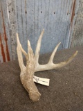 5 Point Whitetail Shed Antler