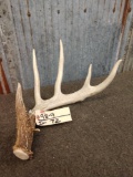 Nice 70 Class Whitetail Shed Antler