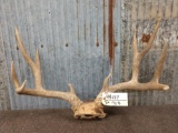 5x5 Mule Deer Antlers On Skull Plate
