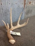 70 Class 6 Point Whitetail Shed Antler