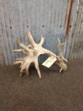 Crazy Clustered Whitetail Shed Antler