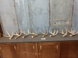 8 Single Whitetail Shed Antlers