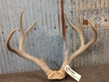 4x5 Mule Deer Antlers On Skull Plate
