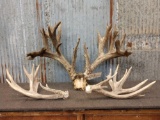 Huge 300 Class Whitetail Antlers On Skull Plate With Sheds