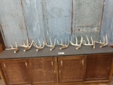 8 Single Whitetail Shed Antlers