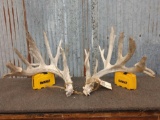 Main Frame 5x5 Whitetail shed antlers