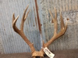 5x5 Mule Deer Antlers On Skull Plate