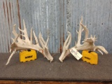 300 Class Whitetail Shed Antlers