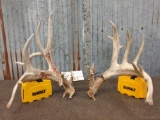 Main Frame 7x6 Whitetail Shed Antlers