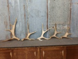5 Moose Shed Antlers