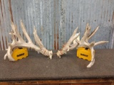 Heavy Clustered Whitetail Shed Antlers