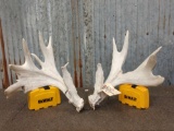 Big Heavy Palmated Whitetail Shed Antlers