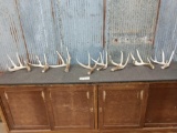 8 Single Whitetail Shed Antlers