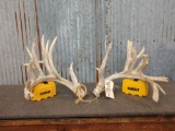 High 299 Class Whitetail Shed Antlers