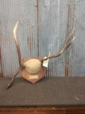 Droptine Elk Antlers On Plaque