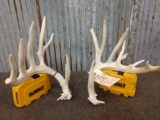 Cool set of mini monster Whitetail sheds