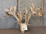 HIGH 300 Class Whitetail Antlers On Skull