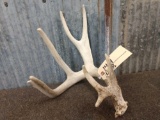 Main Frame 4 Point Whitetail Shed Antler