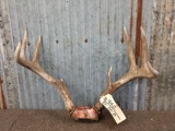 4x4 Whitetail Antlers On Skull Plate