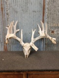 Main Frame 7x7 Whitetail Antlers On Skull