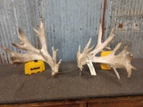 Big heavy Palmated Whitetail Cut Off Antlers