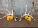 5x5 Whitetail Shed Antlers