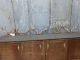 5 Sets Of Whitetail Antlers On Skull Plate