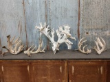 High 300 Class Whitetail Antlers On Skull With sheds & cuts