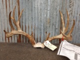 Wild Main Frame 5x5 Whitetail Antlers On Skull Plate