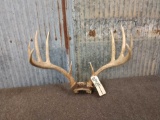 5x5 Whitetail Antlers On Skull Plate