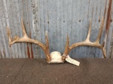 Big Wild 4x5 Whitetail Antlers On Skull Plate