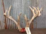 Cool 4x5 Whitetail Antlers On Skull Plate