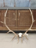 Nice 6x6 Elk Antlers On Skull Plate