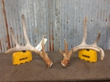 4x5 Whitetail Shed Antlers