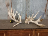 Huge Main Frame 4x4 Whitetail Cut Off Antlers