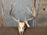 3x4 Whitetail Antlers On Skull Plate