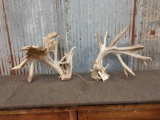 Huge 300 Class Whitetail Cut Off Antlers