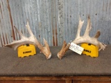 Main Frame 4x5 Whitetail Shed Antlers