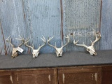 3 Sets Of Whitetail Antlers On Skull