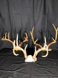 3 Sets Of Deer Antlers On Skull Plate