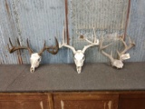 3 Sets Of Whitetail Antlers