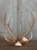 Axis Deer Antlers On Skull Plate