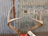 4x4 Whitetail Antlers On Skull Plate
