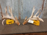 Big Heavy Palmated Whitetail Shed Antlers