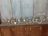 14 Sets Of Whitetail Antlers On Skull Plate