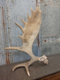 Single Moose Antler