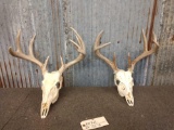 2 Sets Of Whitetail Antlers On Skull